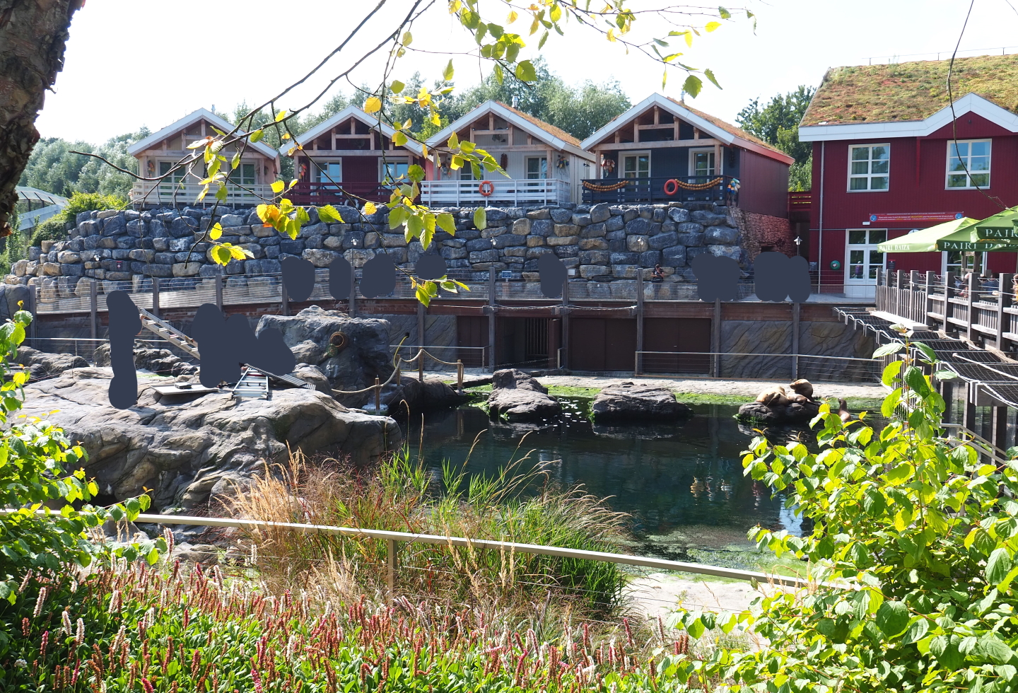 Steller's sea lion exhibit, with Paddling Bear Lodges in the background, 2021-09-02