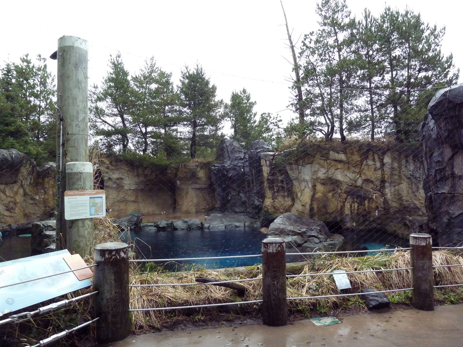 Steller's Sea Lion Exhibit