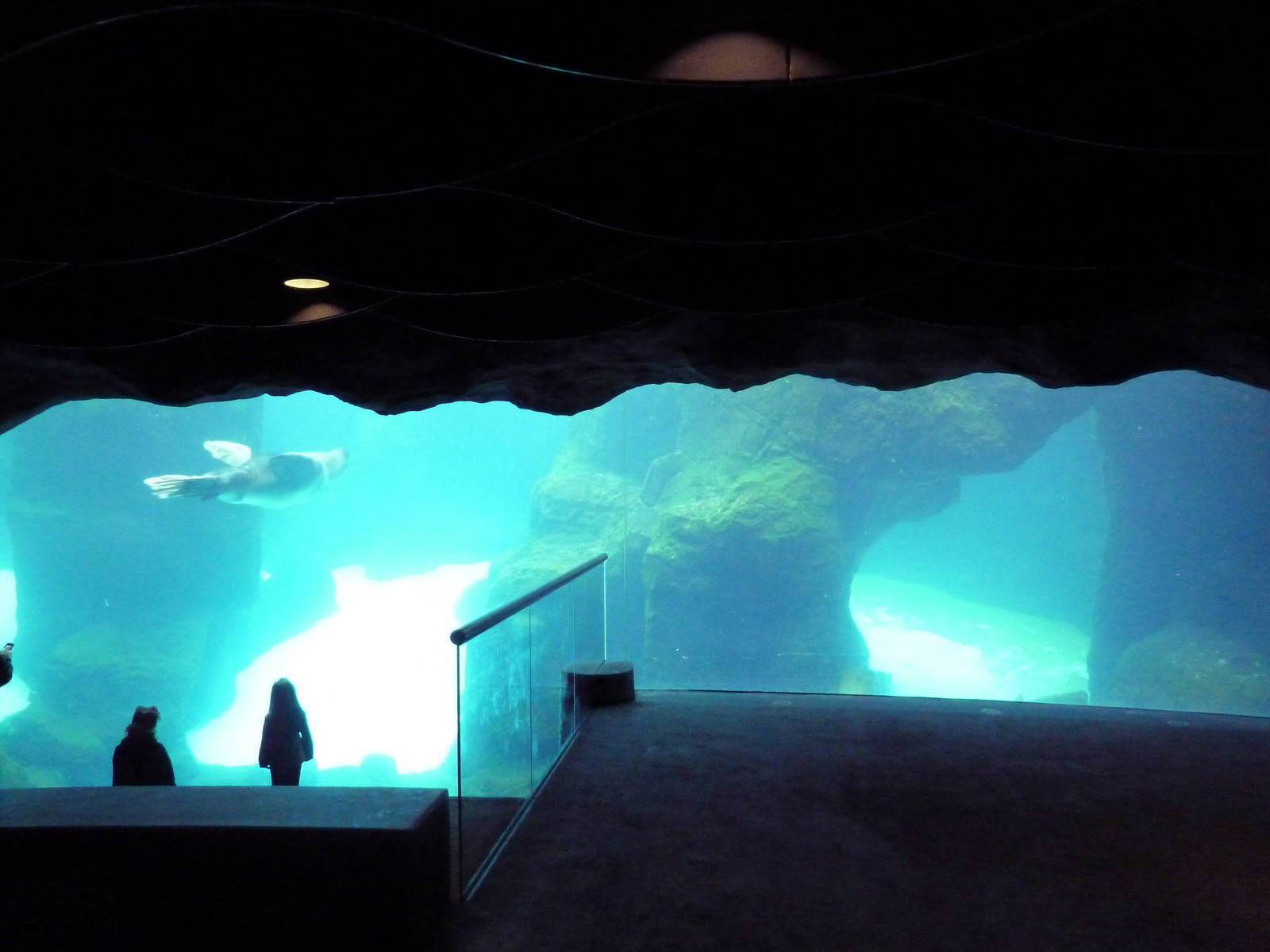 Steller's Sea Lion Exhibit