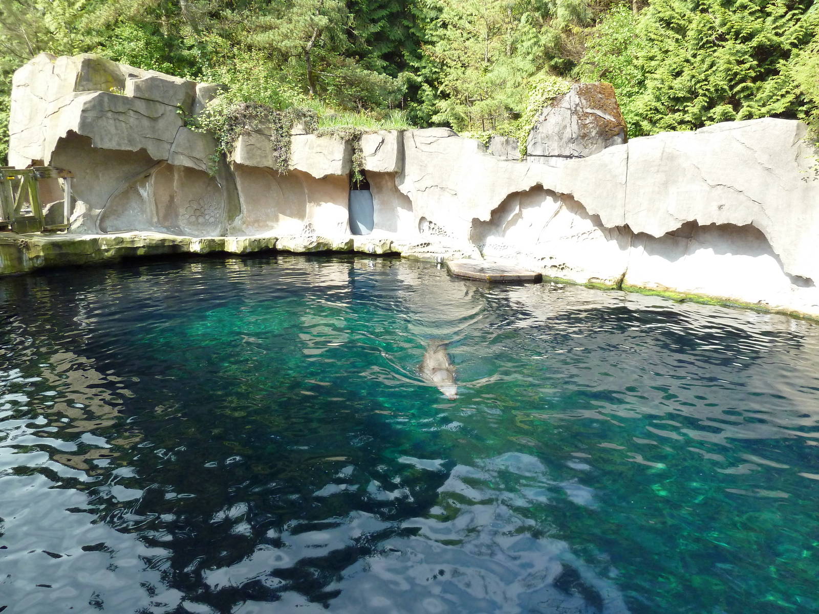 Steller's Sea Lion Exhibit