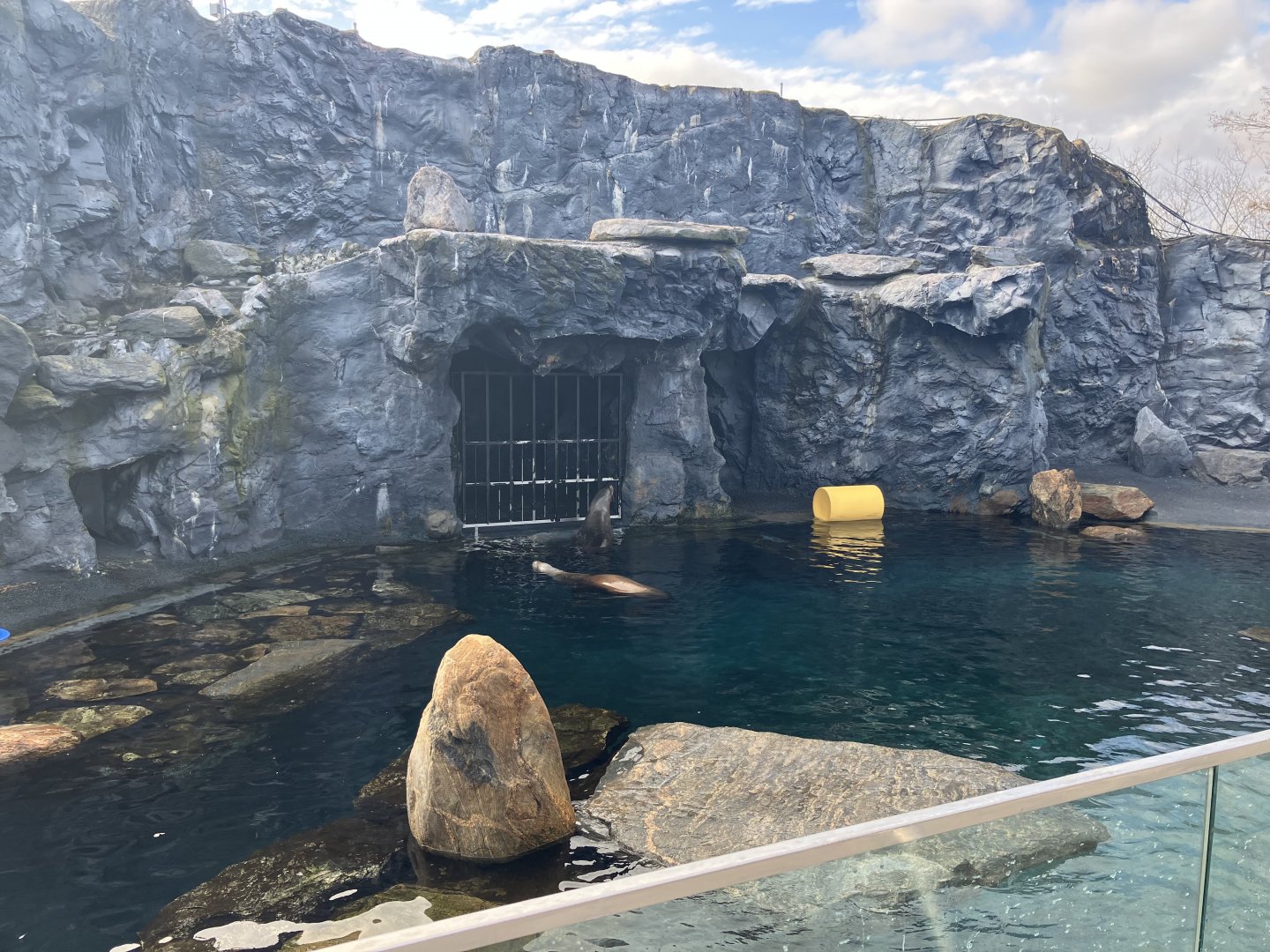Steller’s Sea Lion Exhibit