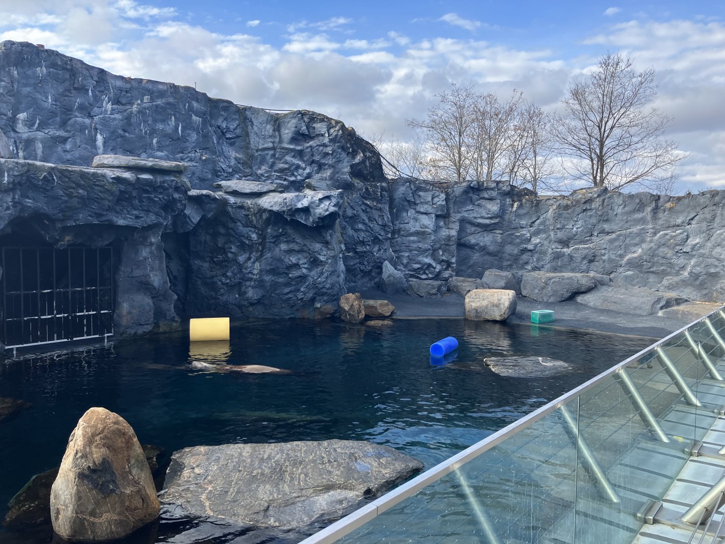 Steller’s Sea Lion Exhibit