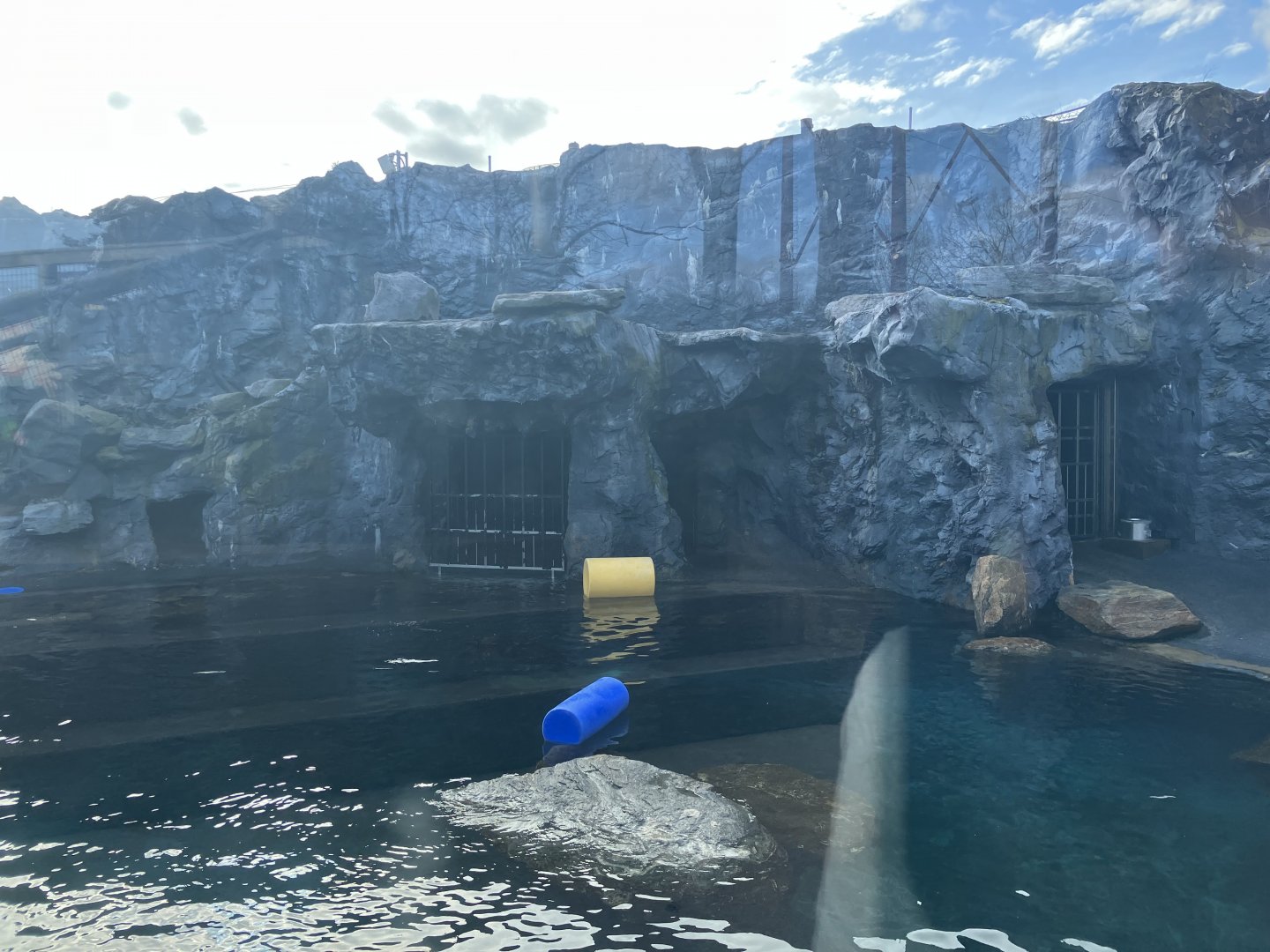 Steller’s Sea Lion Exhibit