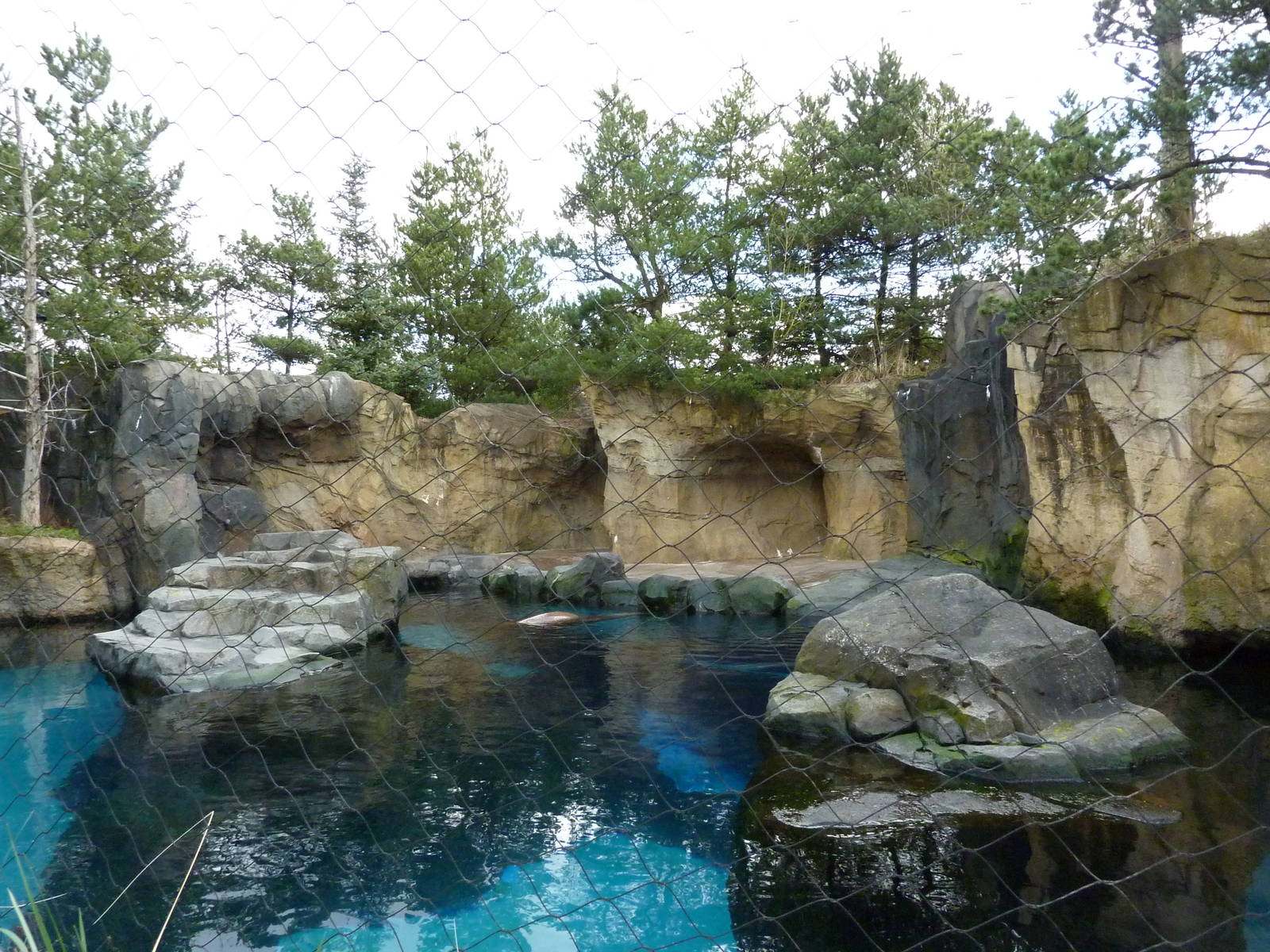 Steller's Sea Lion Exhibit