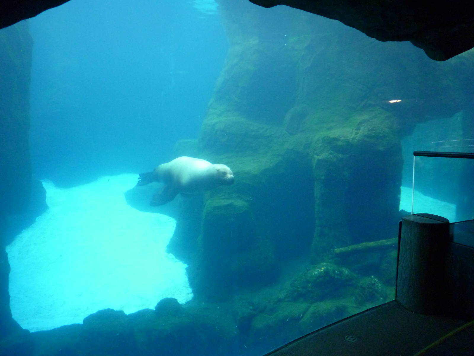 Steller's Sea Lion Exhibit