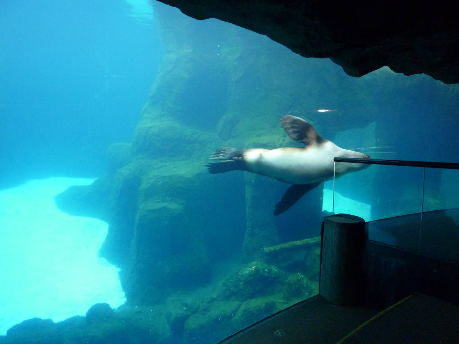 Steller's Sea Lion Exhibit
