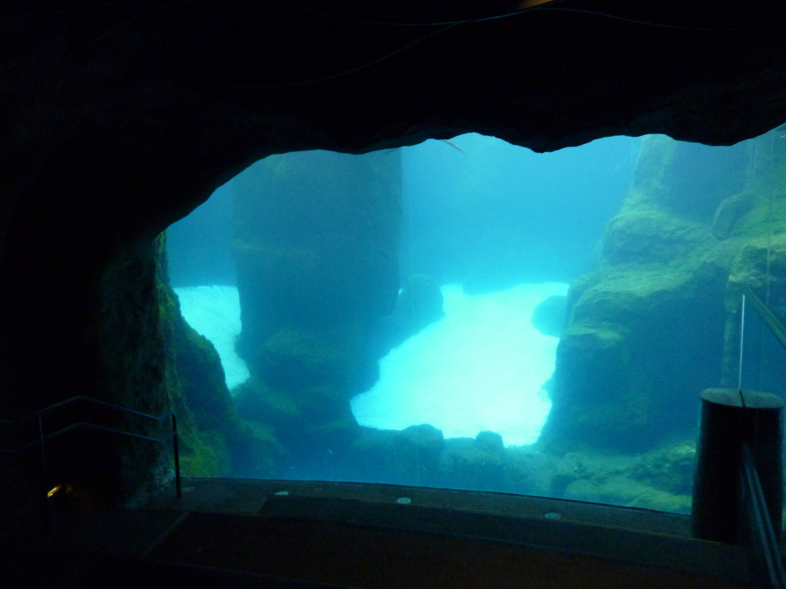 Steller's Sea Lion Exhibit