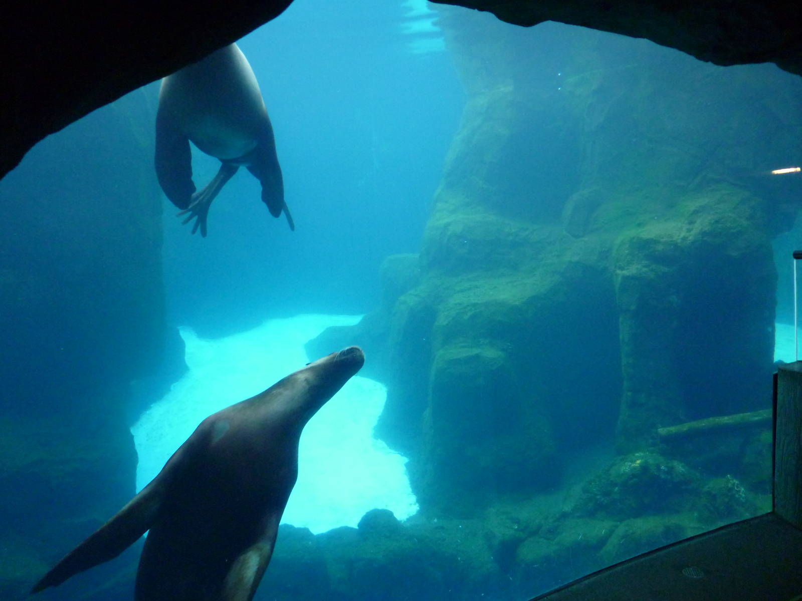 Steller's Sea Lion Exhibit