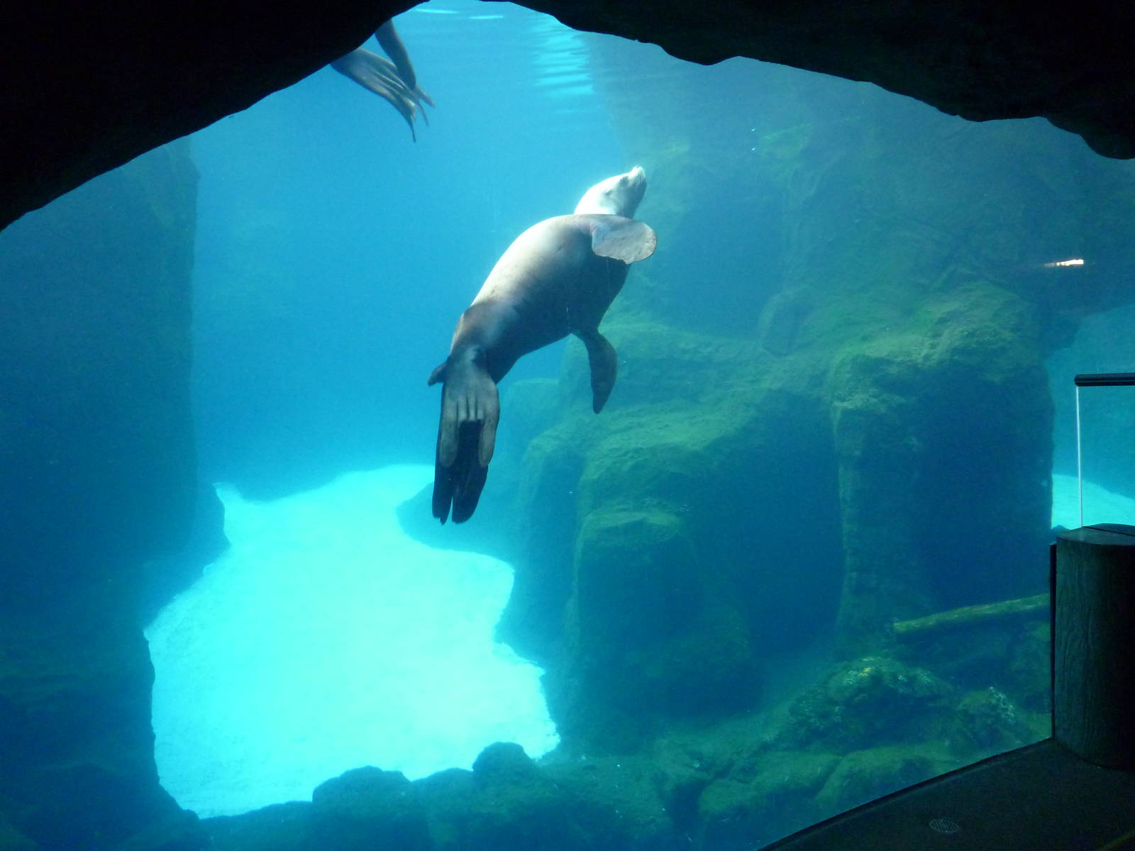 Steller's Sea Lion Exhibit