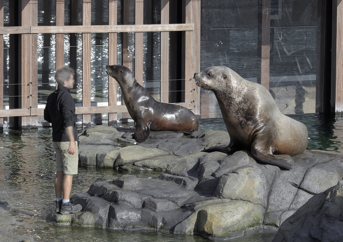 Steller's sea lion feeding time