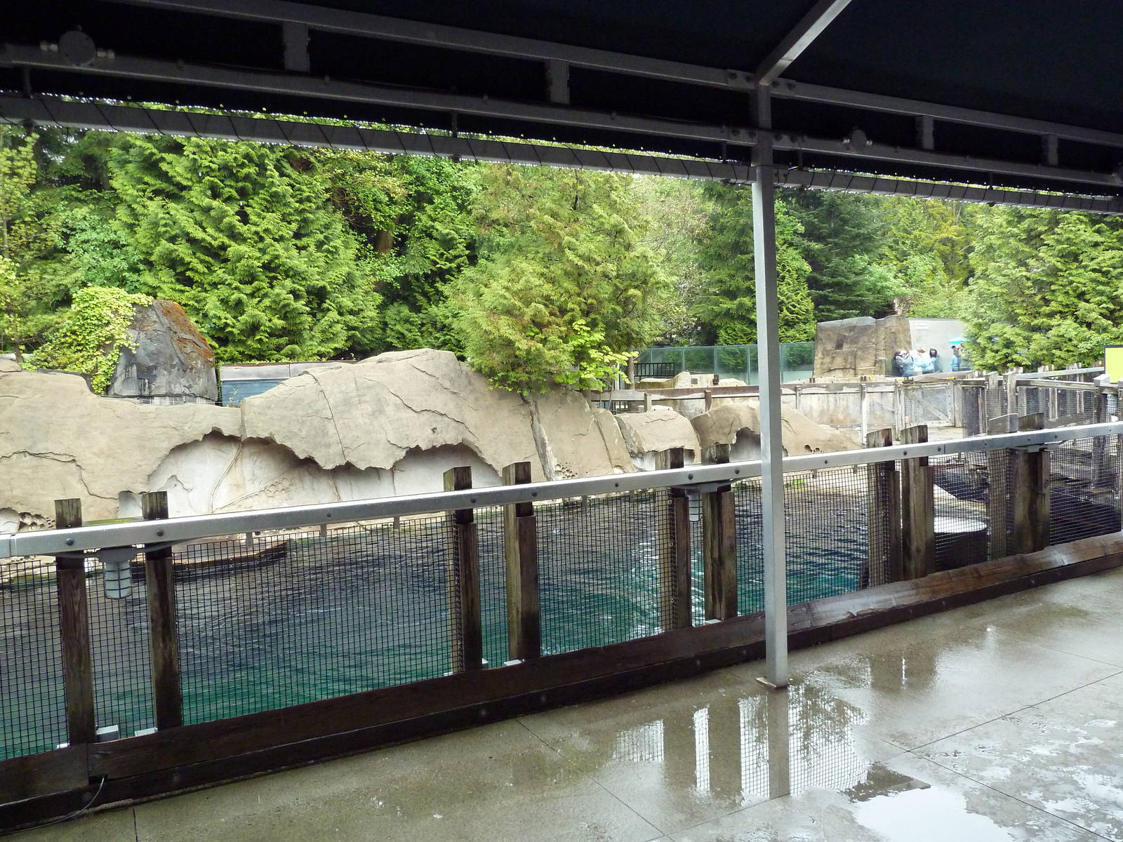 Steller's Sea Lion/Harbour Seal Exhibit - Viewing Area
