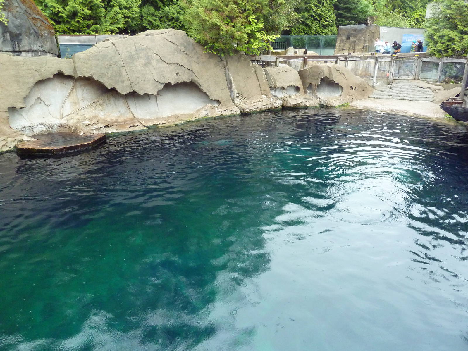 Steller's Sea Lion/Harbour Seal Exhibit