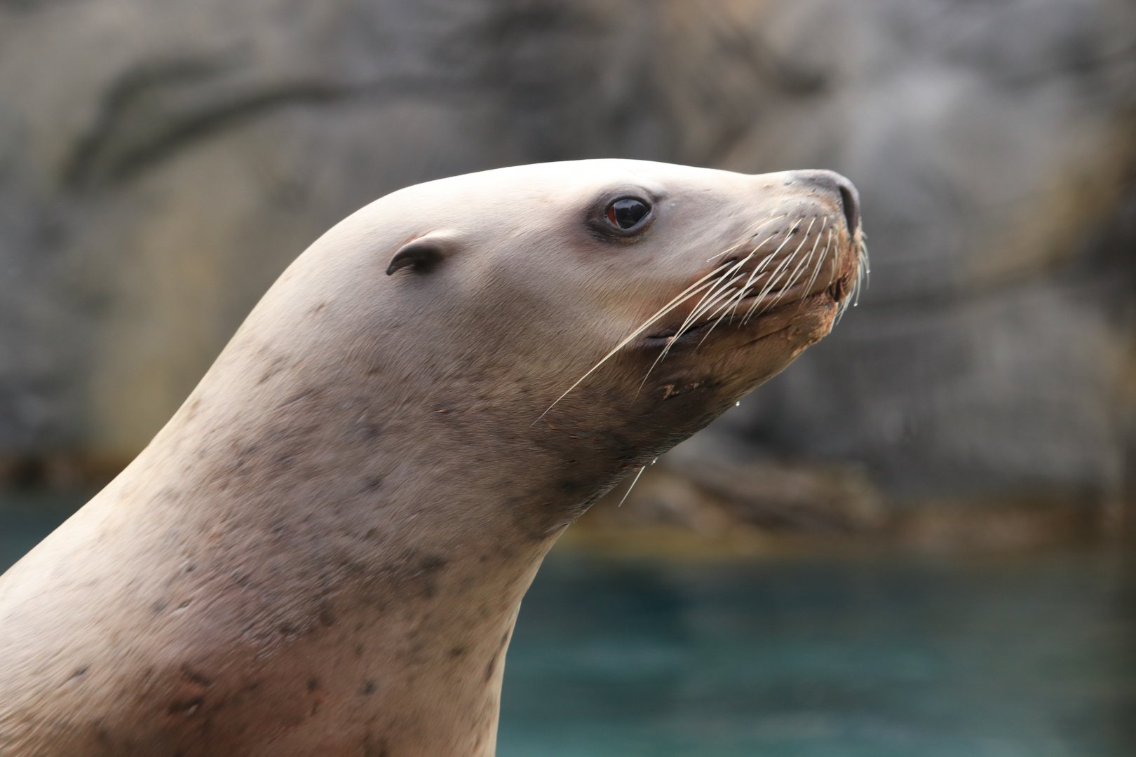 Steller's Sea Lion (July 2019)