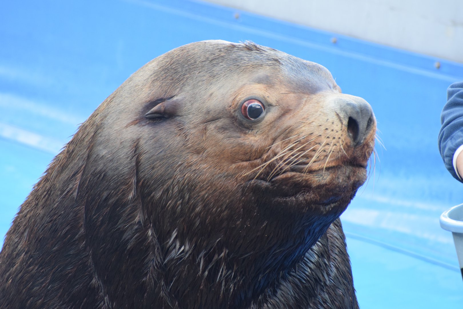 Steller's sea lion - Oita Marine Aquarium