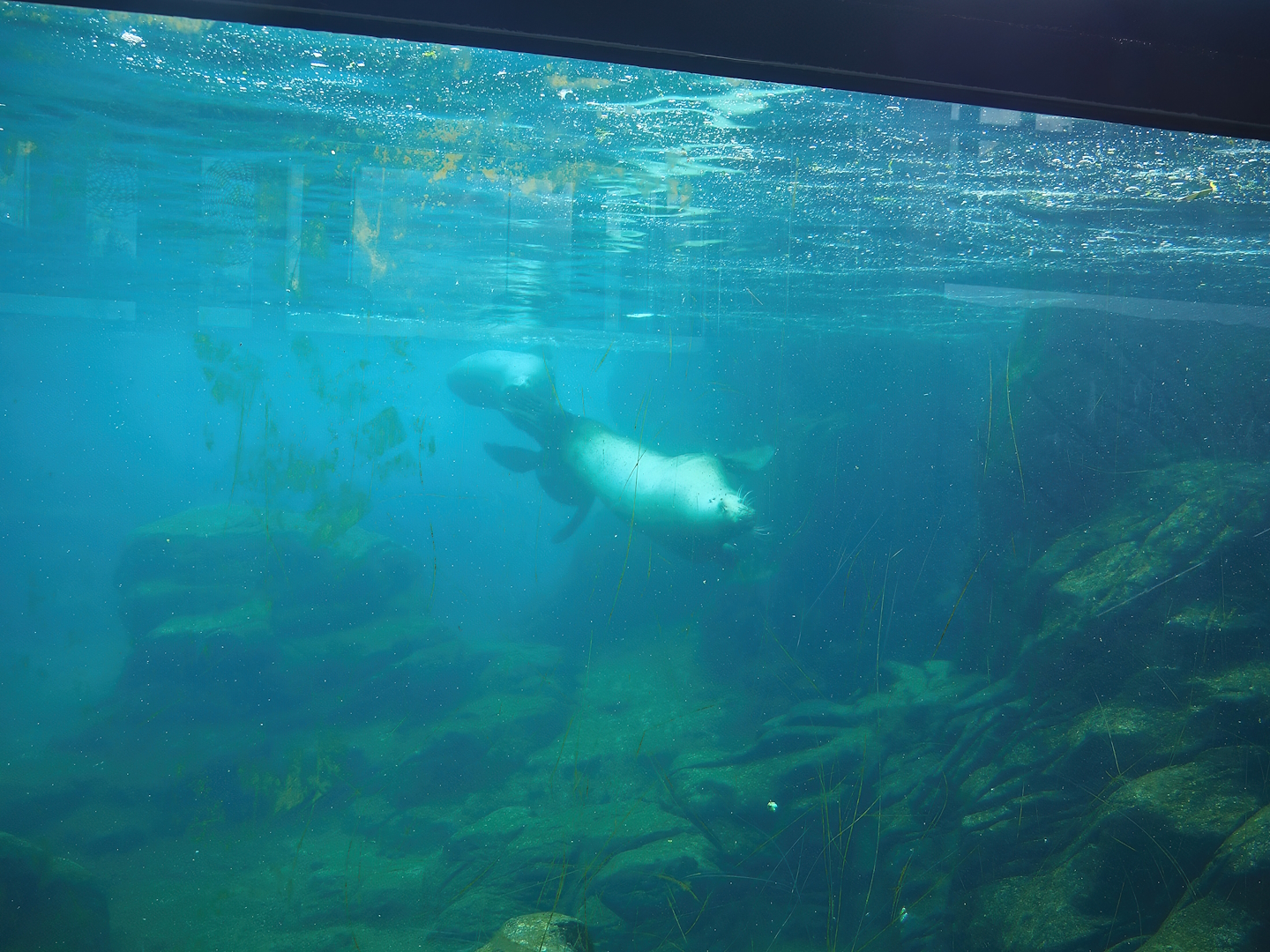 Steller's sea lion pool underwater, 2023-05-16
