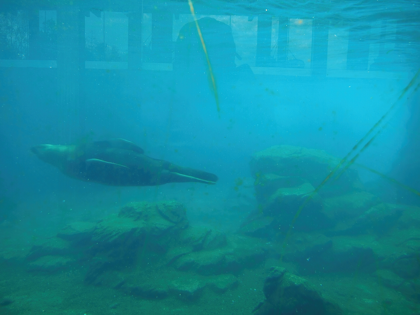 Steller's sea lion pool underwater, 2023-05-16