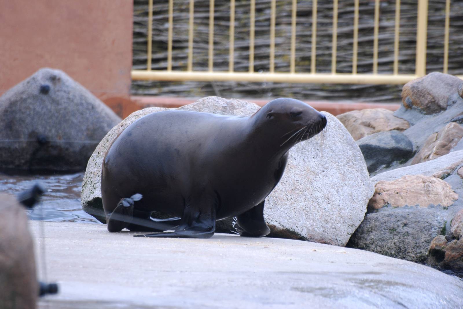 Steller's Sea Lion Pup at Harderwijk, 01/06/12
