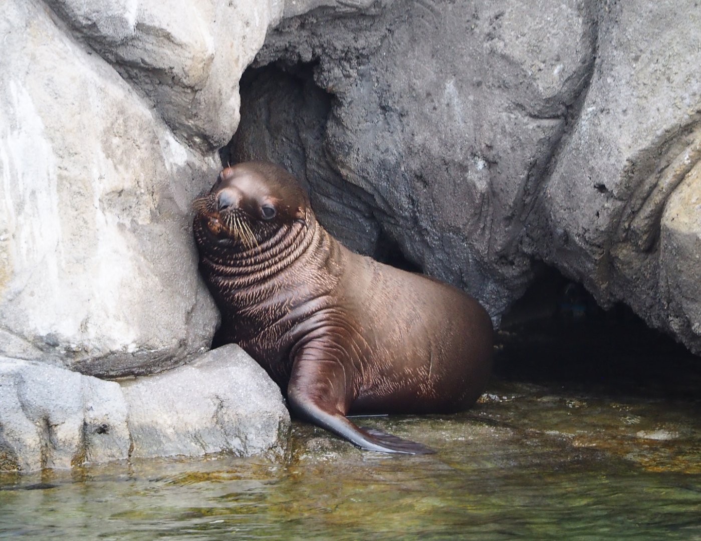 Steller's sea lion pup (Eumetopias jubatus), 2020-09-02