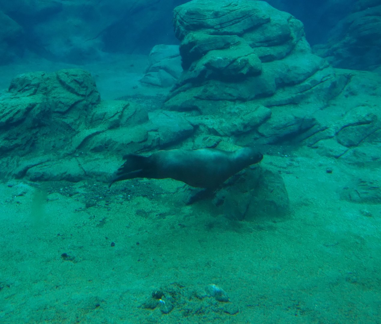 Steller's sea lion pup (Eumetopias jubatus) swimming underwater, 2020-09-03