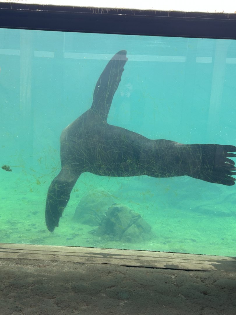 Steller’s sea lion swimming underwater