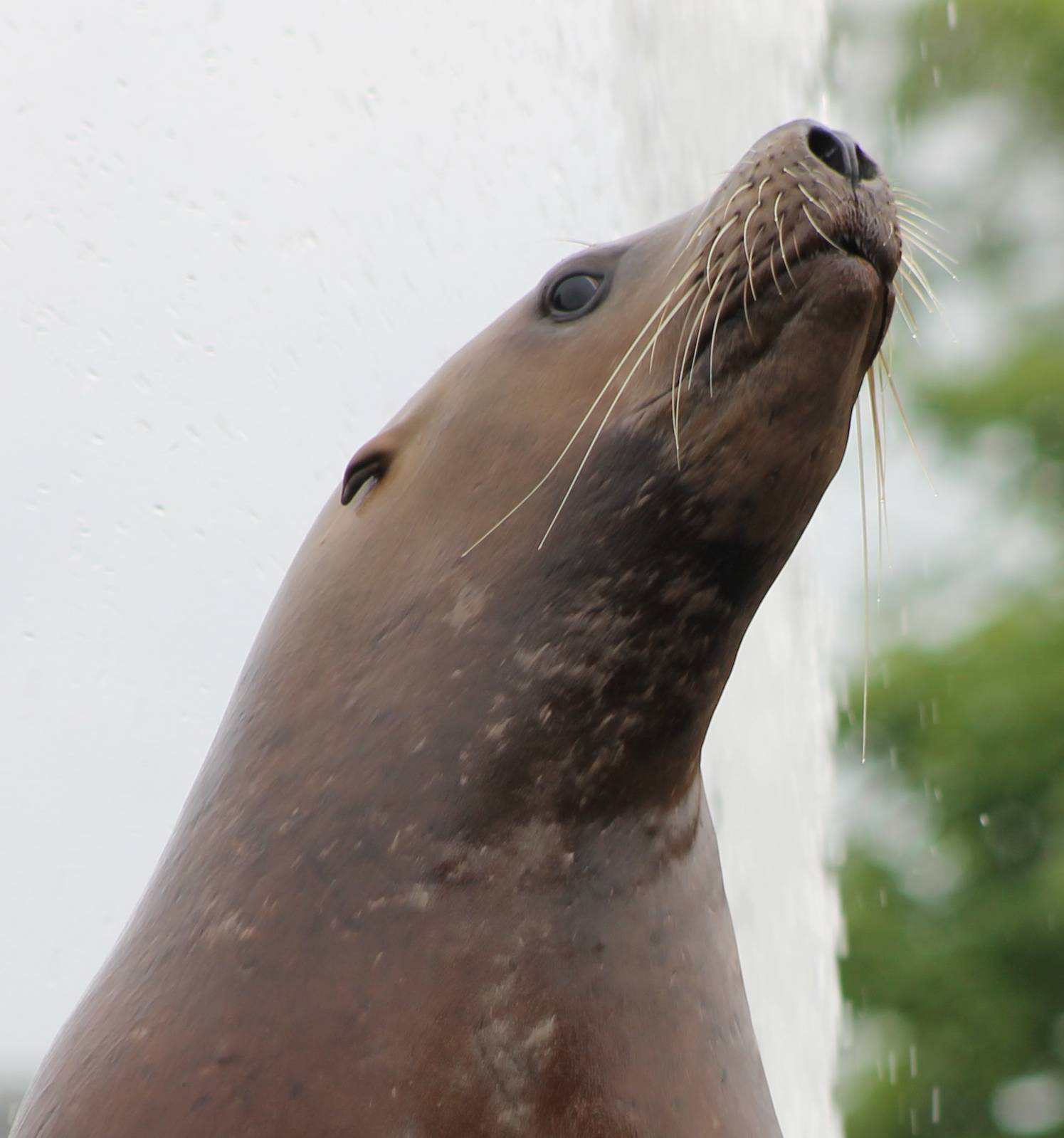 Steller's sea-lion