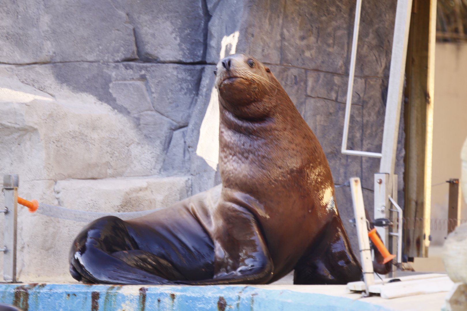 Steller's sea lion