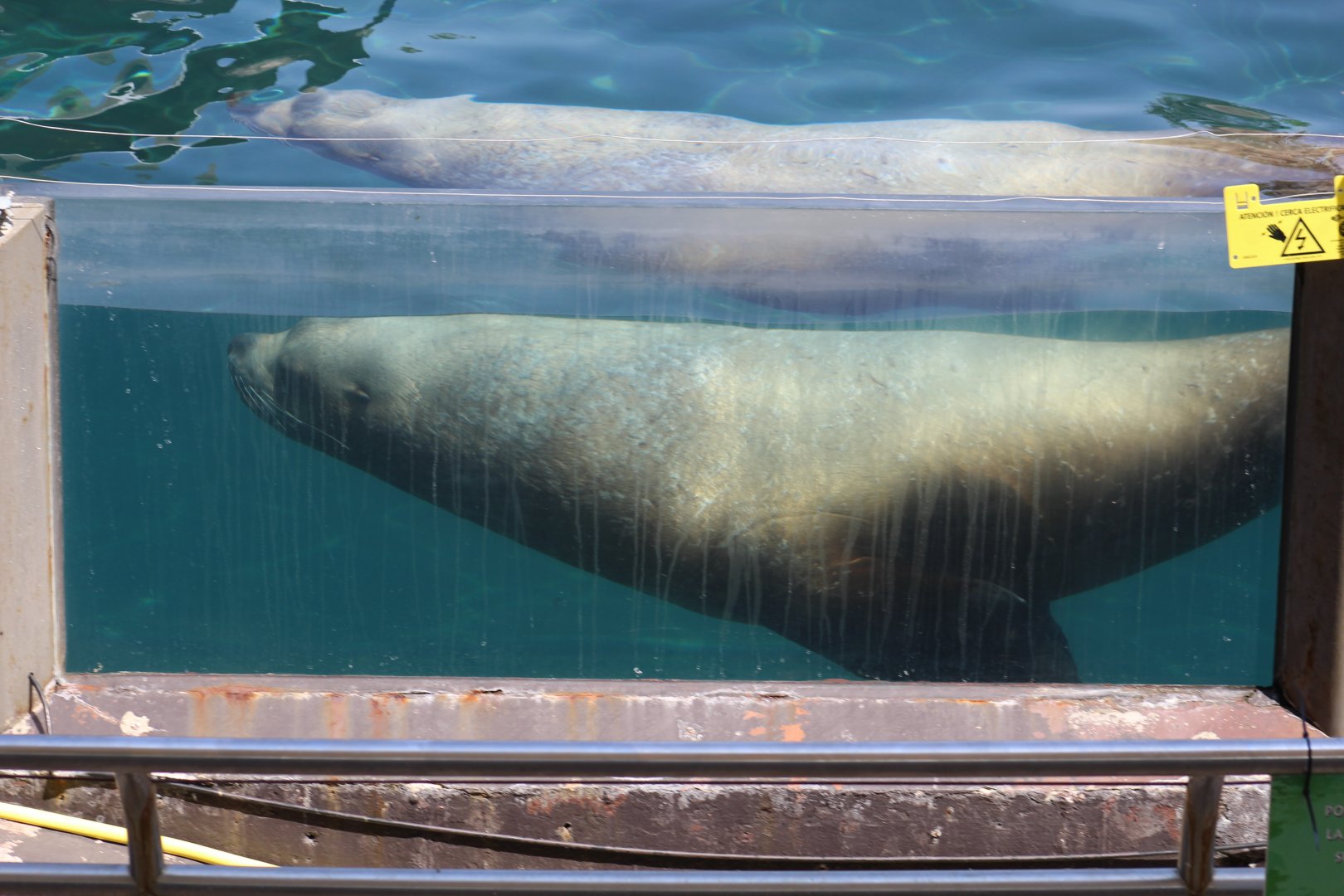 Steller's Sea Lion