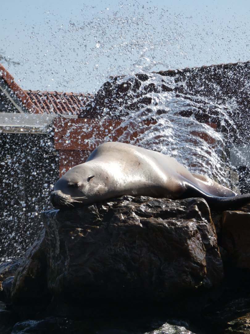 Steller's Sea Lion