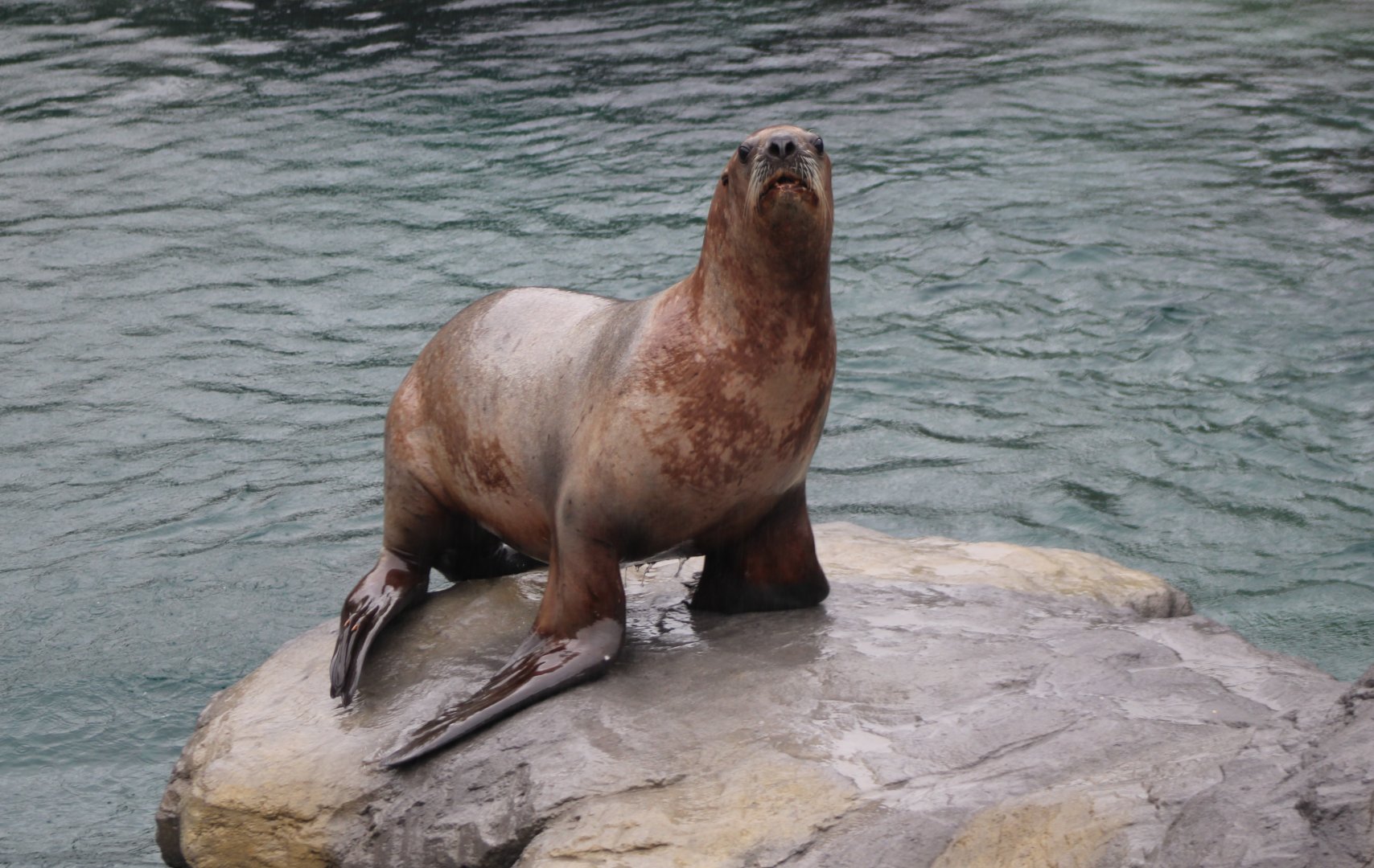 Steller's sea-lion