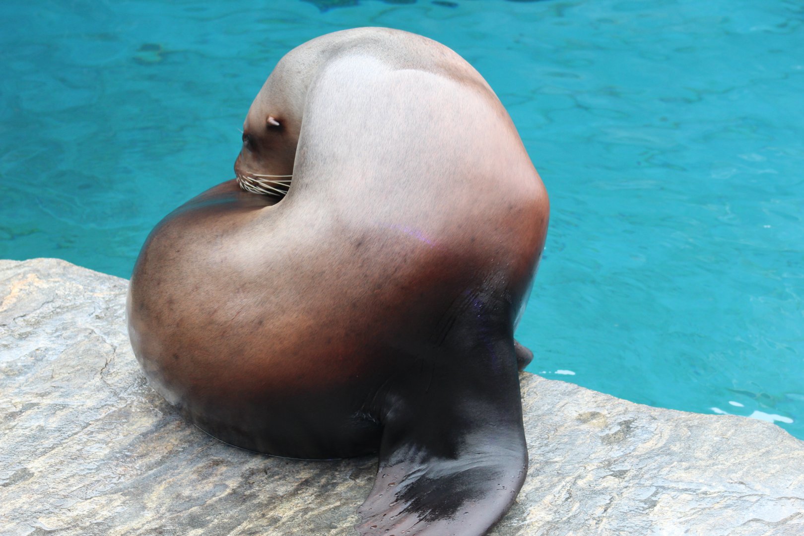 Steller's Sea Lion