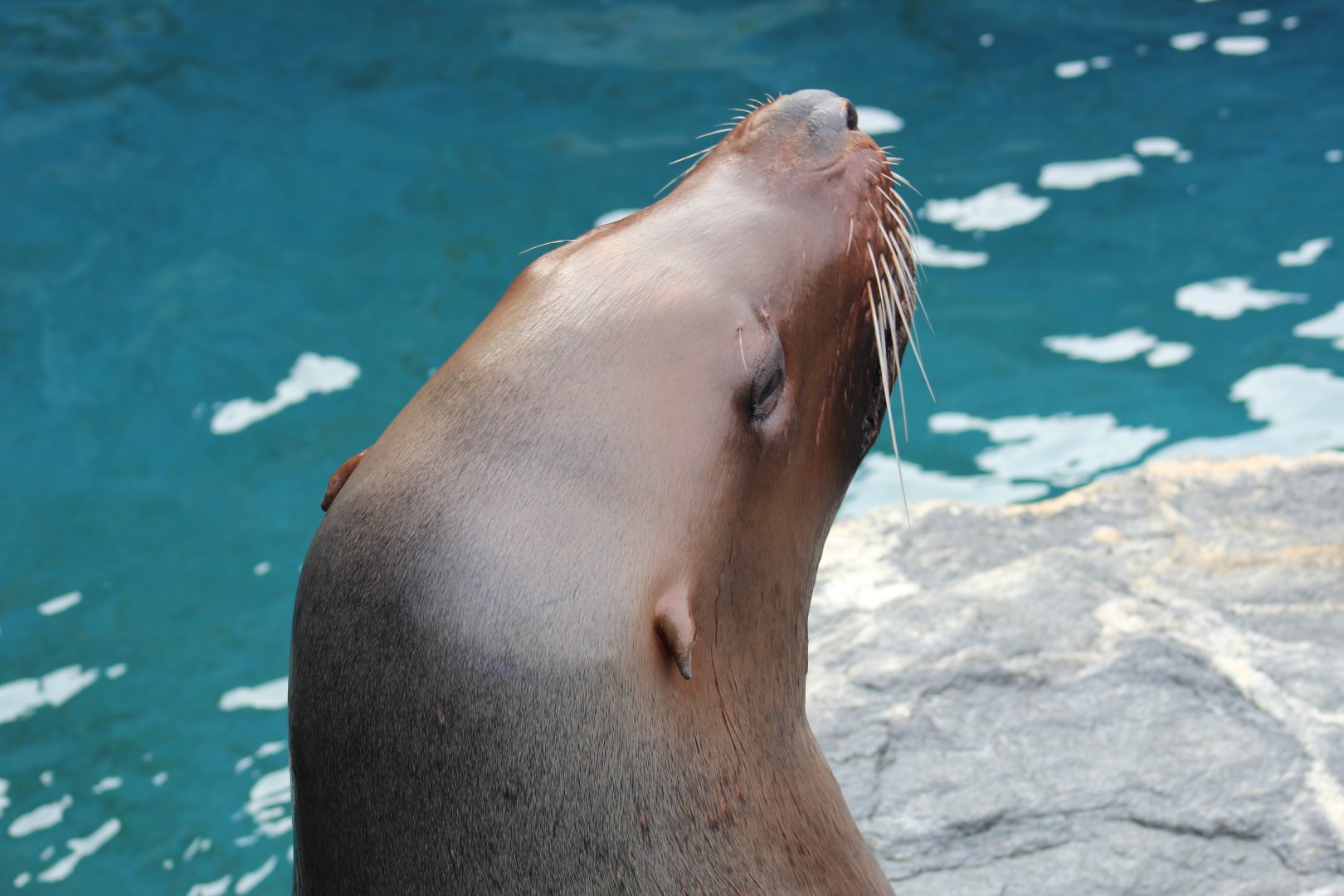 Steller's Sea Lion