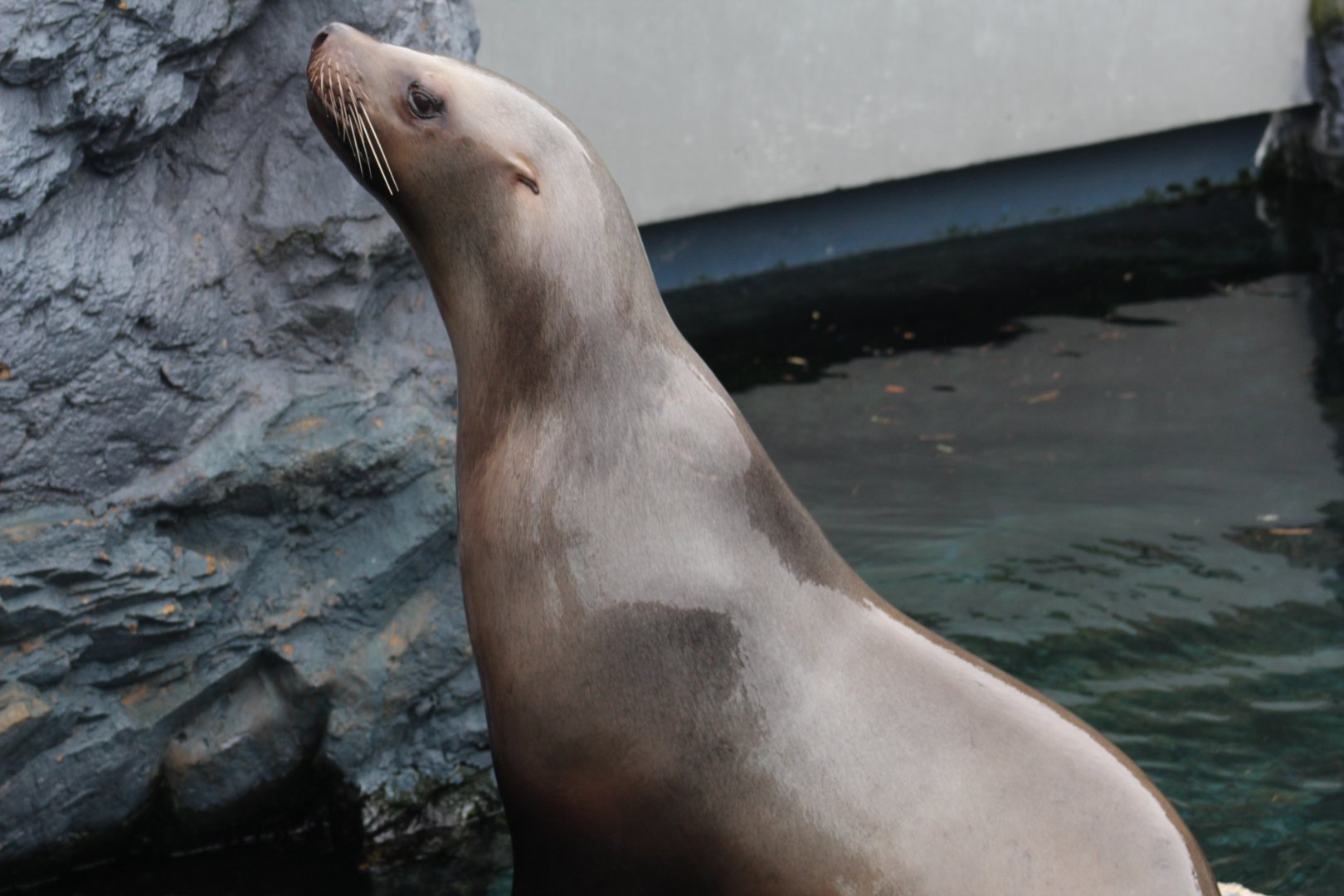 Steller's Sea Lion