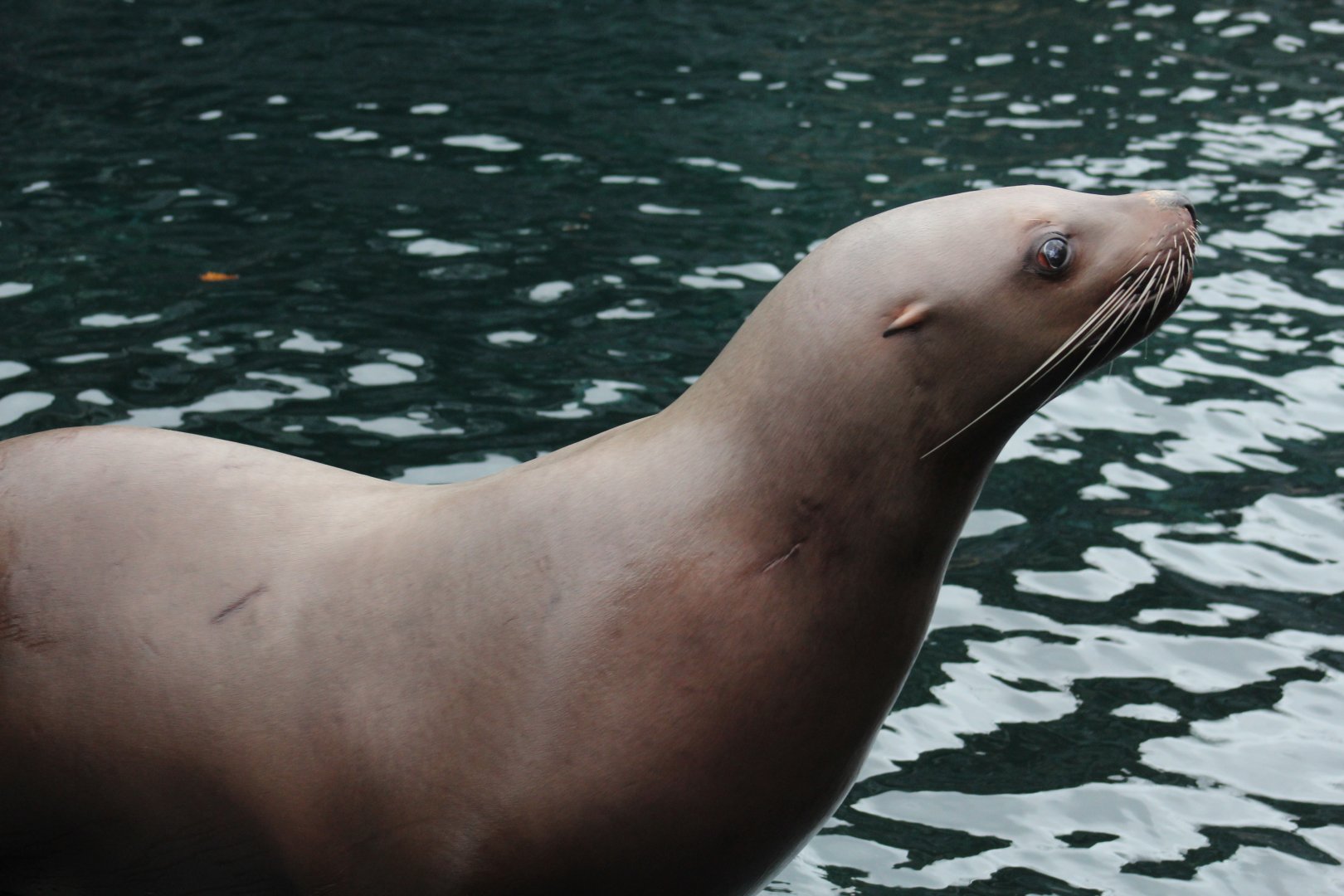 Steller's Sea Lion