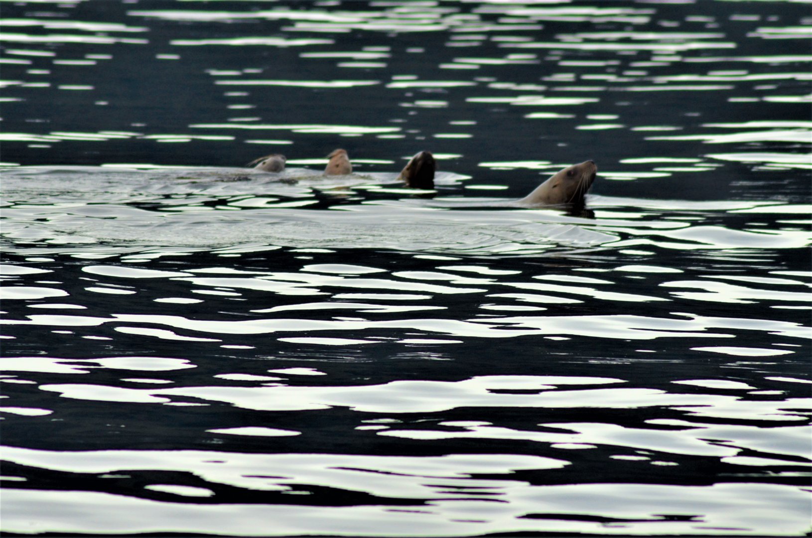 Steller's Sea Lions - Alaska