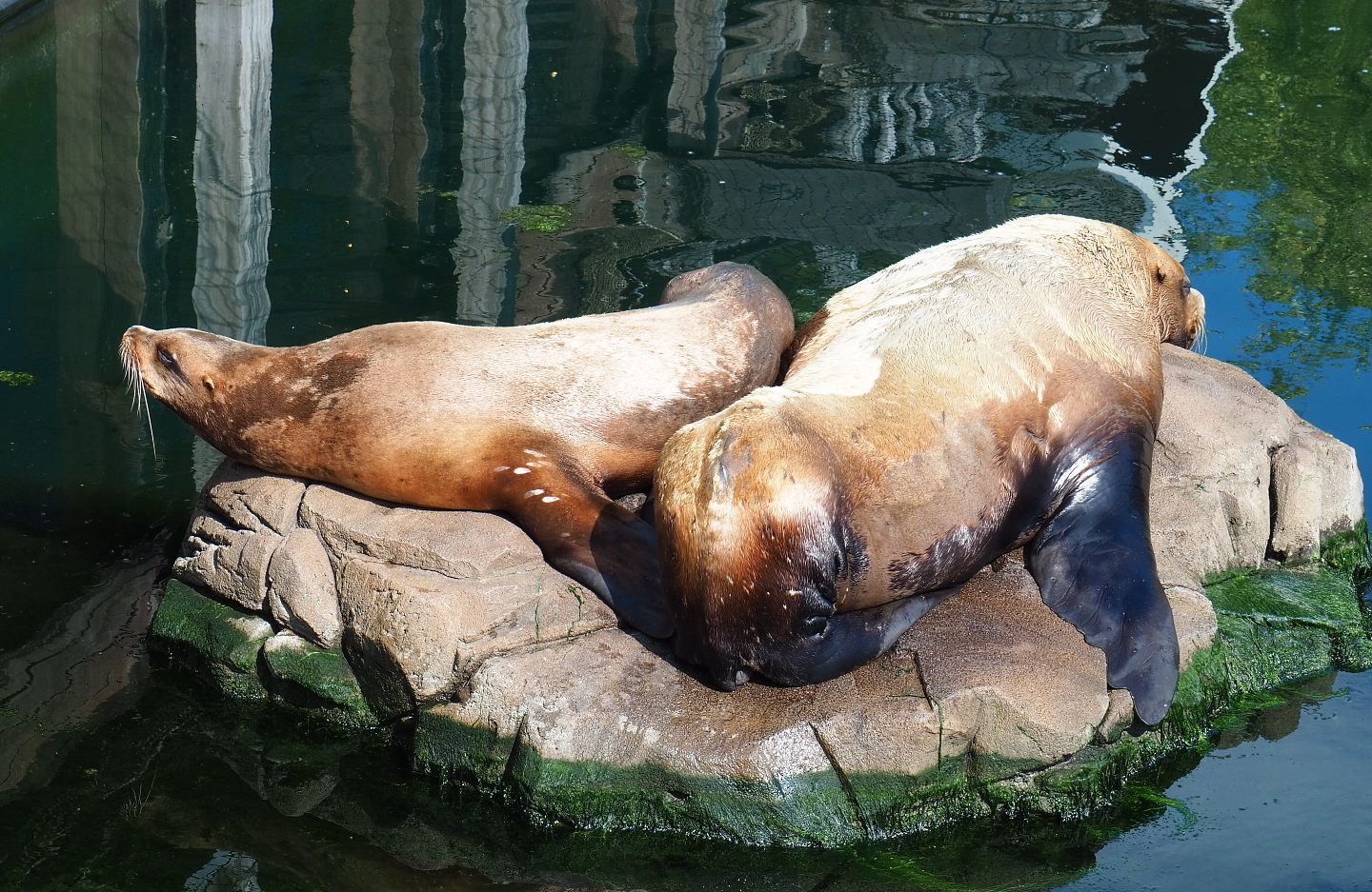 Steller's sea lions (Eumetopias jubatus), 2021-09-02