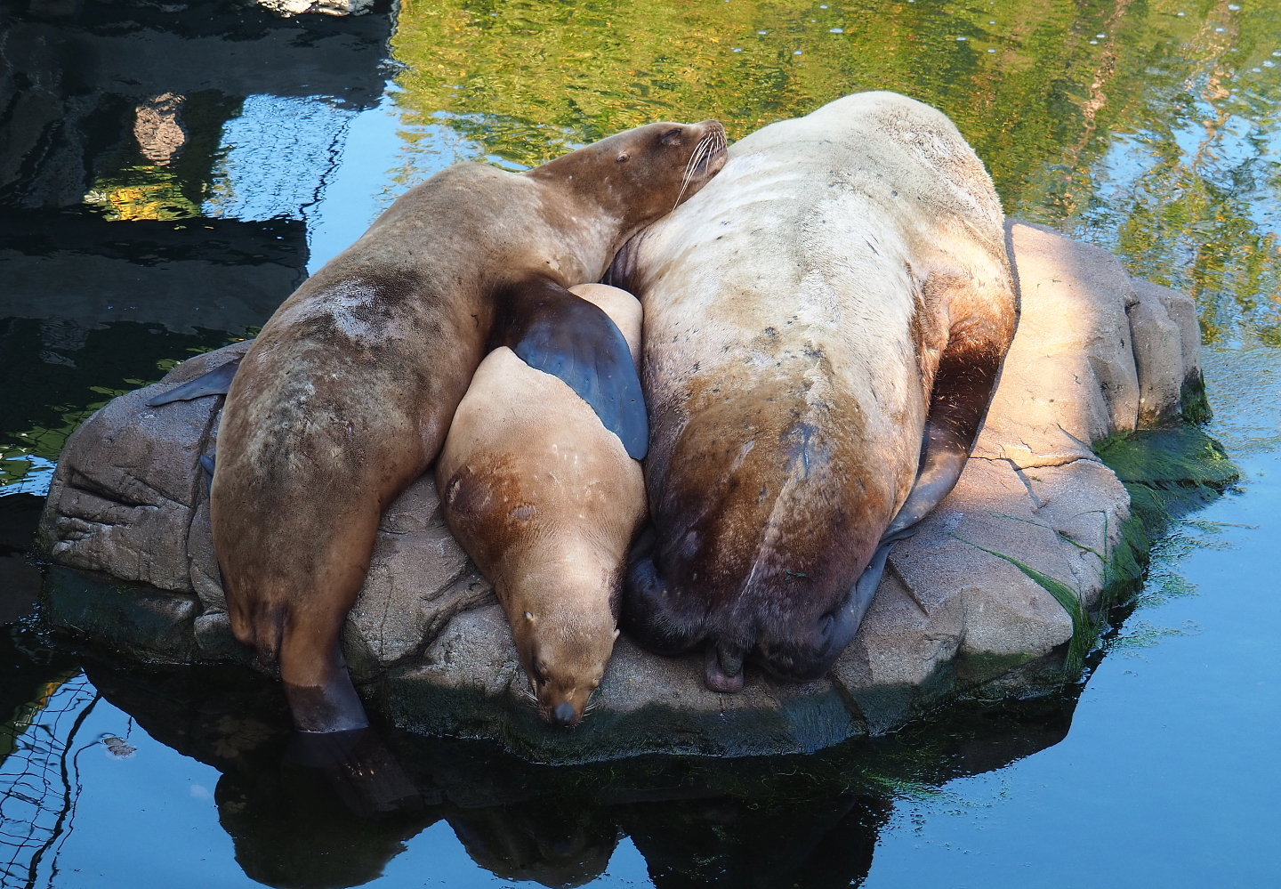 Steller's sea lions (Eumetopias jubatus), 2021-09-02