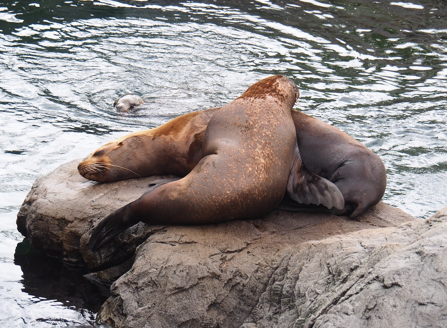 Steller's sea lions (Eumetopias jubatus), 2023-05-15