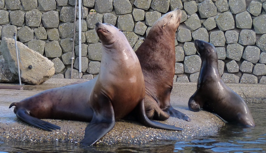 Steller's sea lions (Eumetopias jubatus)