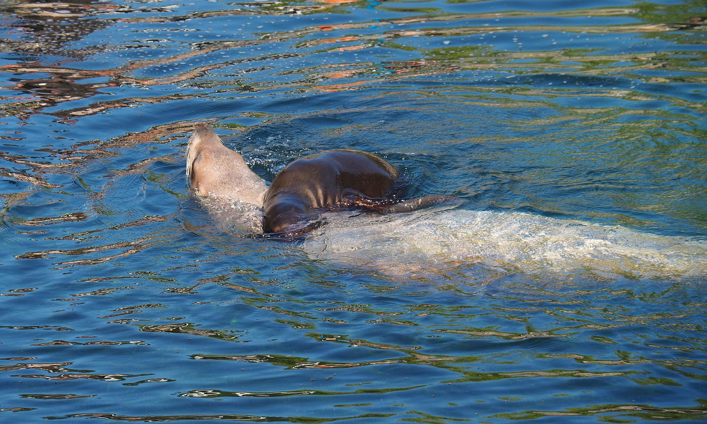 Steller's sea lions, mother and pup (Eumetopias jubatus), 2021-09-03