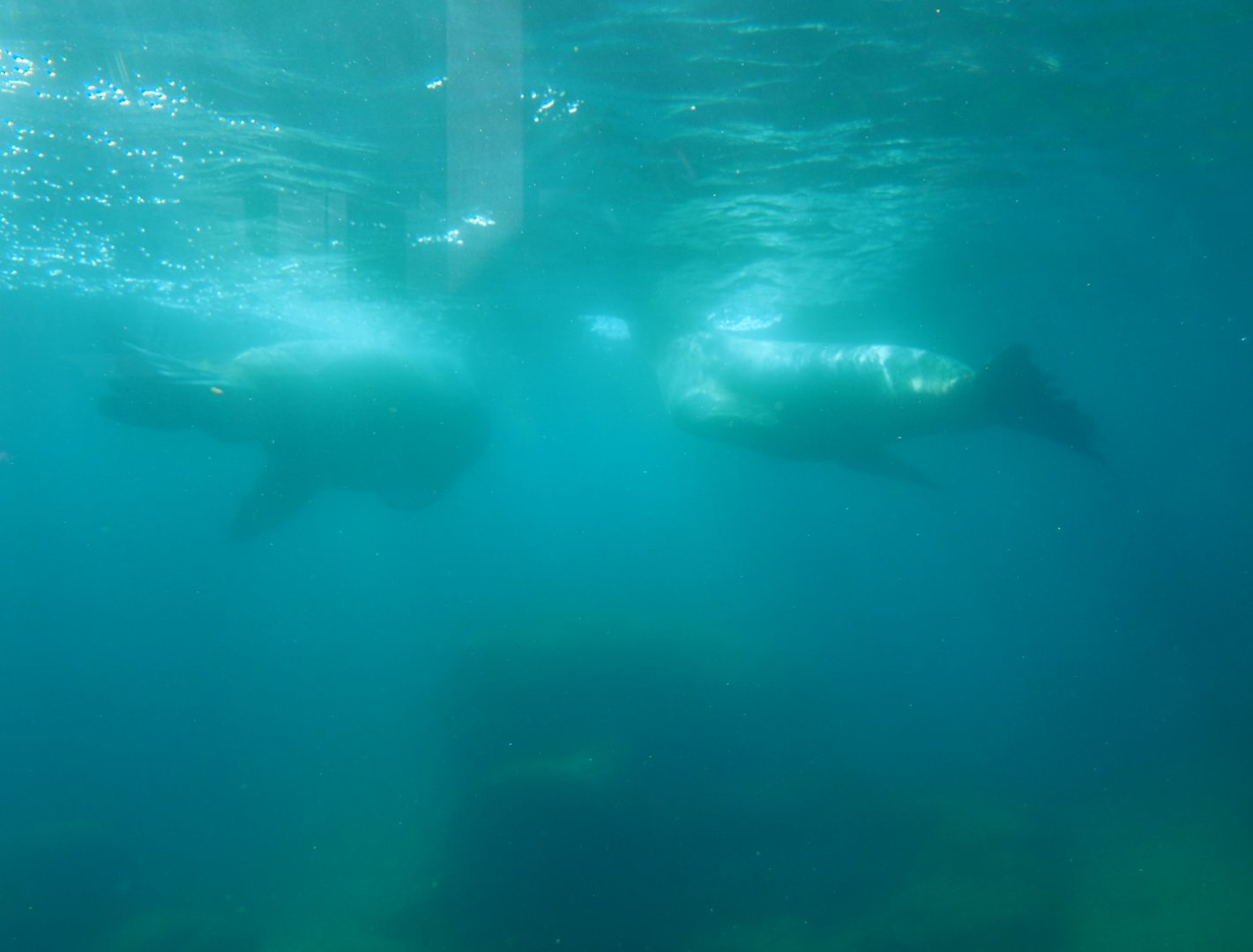 Steller's sea lions underwater (Eumetopias jubatus), 2019-10-04