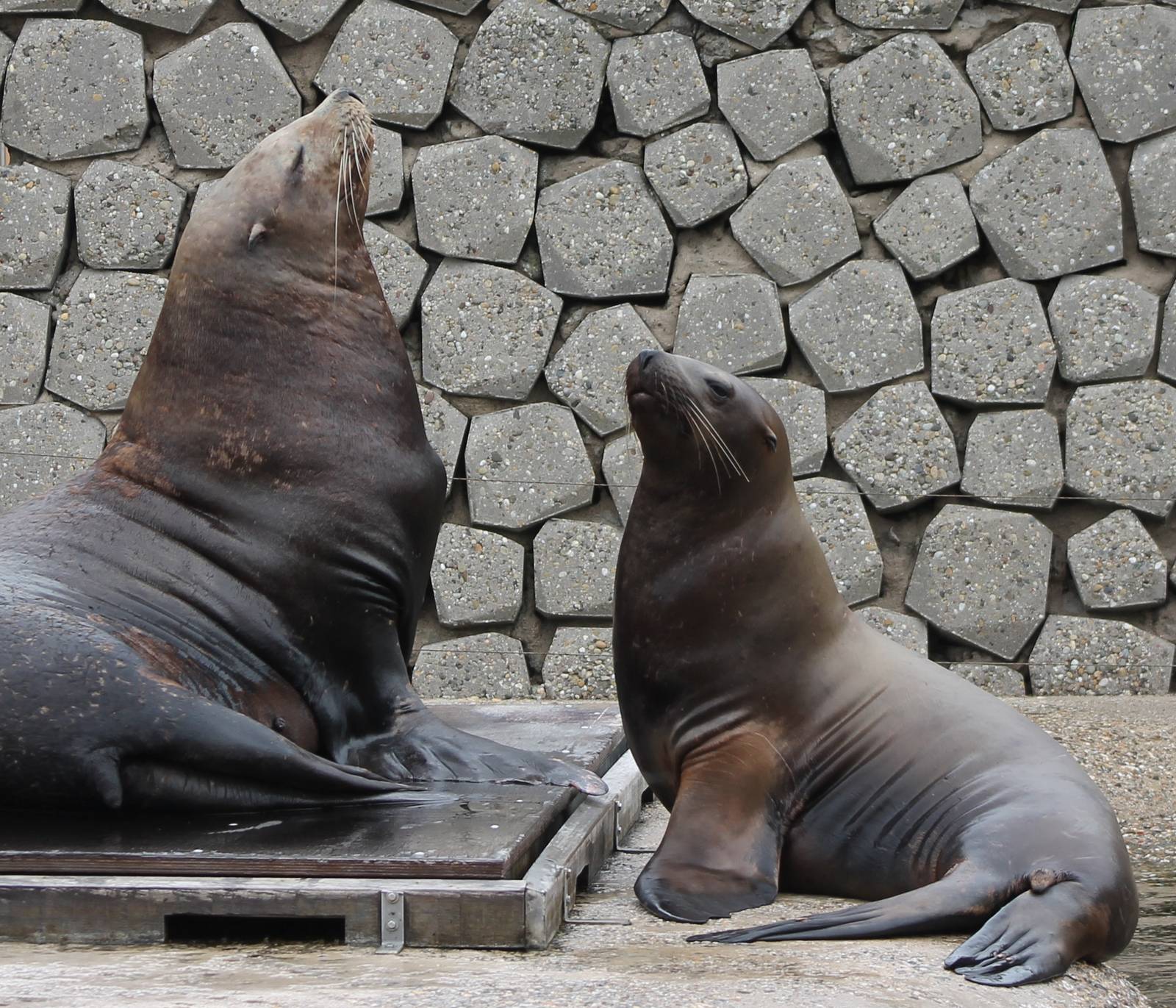 Steller's sea-lions