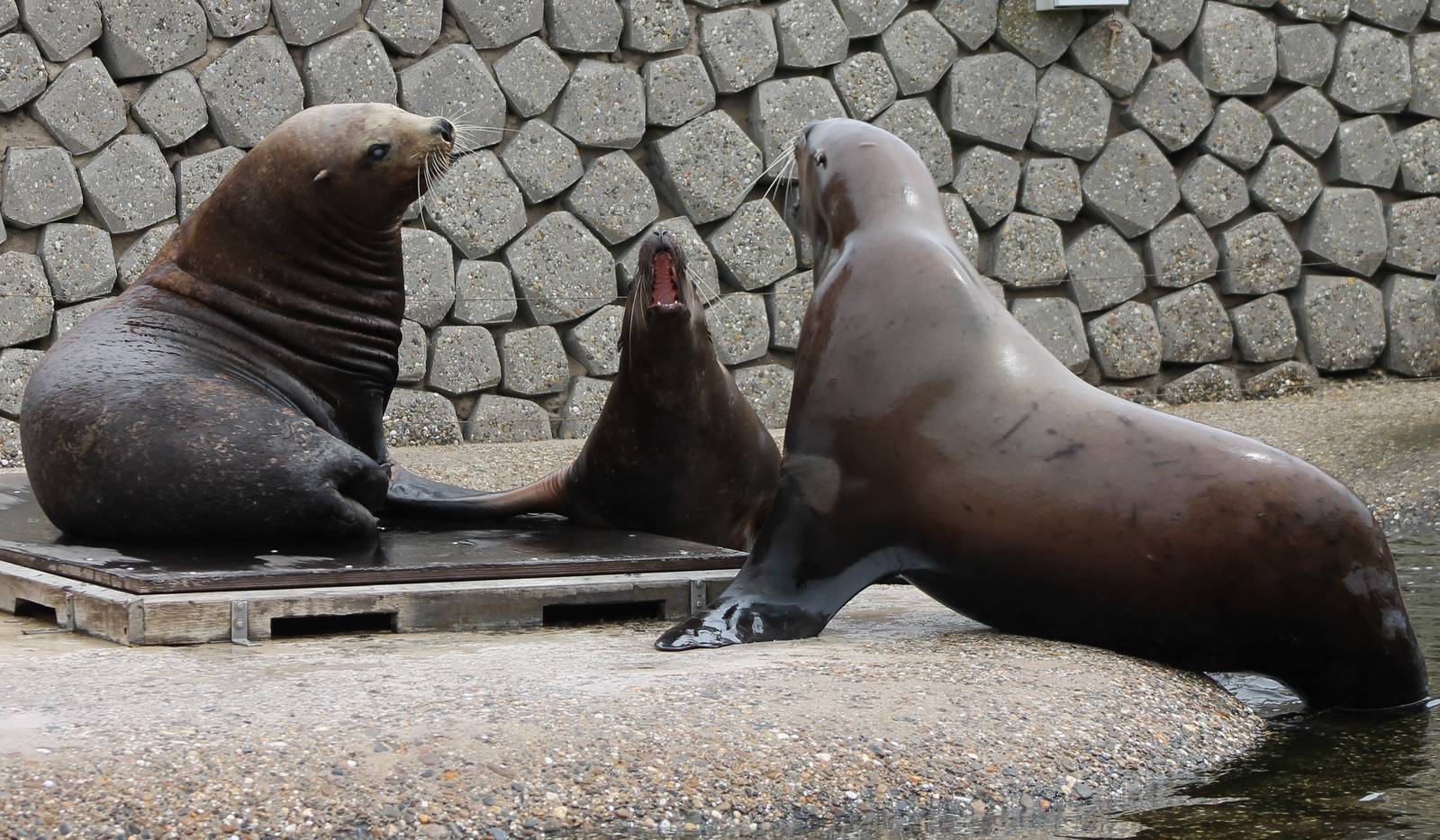 Steller's sea-lions