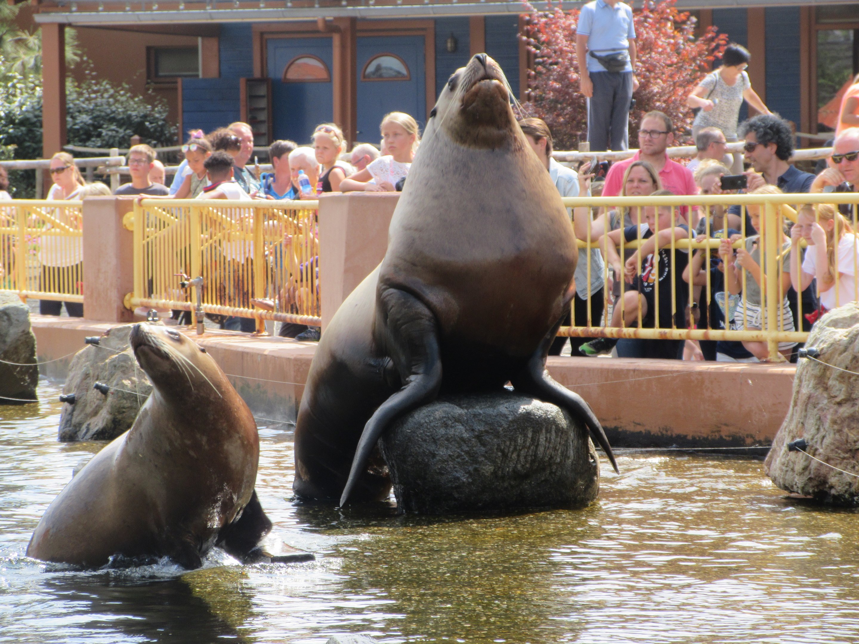Steller's Sea Lions