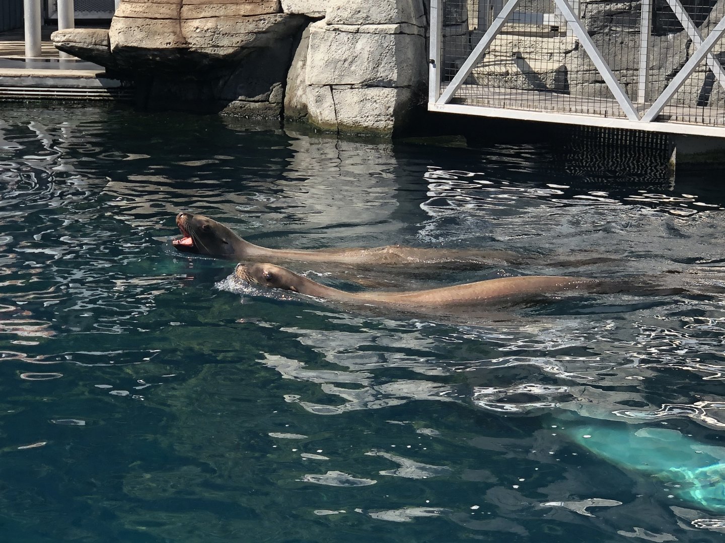 Steller’s Sea Lions