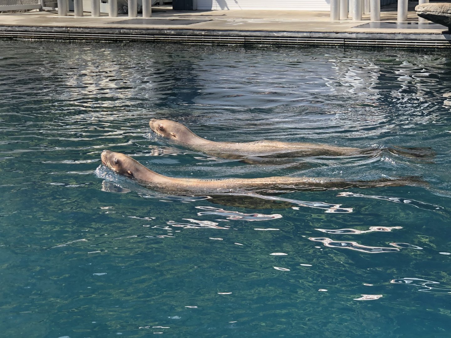 Steller’s Sea Lions