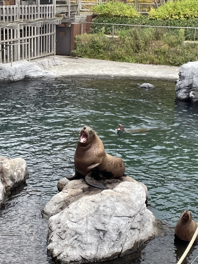 Steller’s sea lions