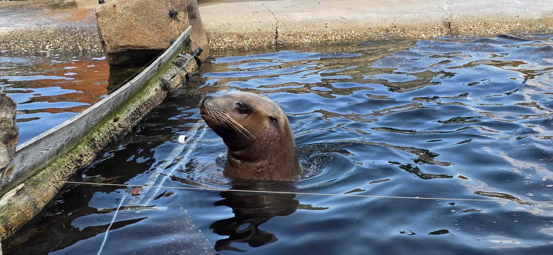 Steller's sealion