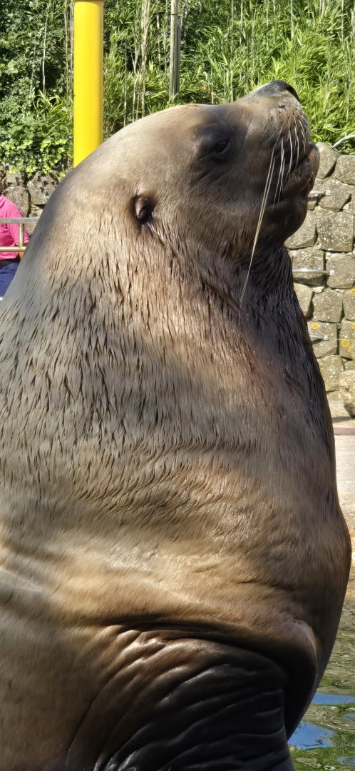 Steller's sealion