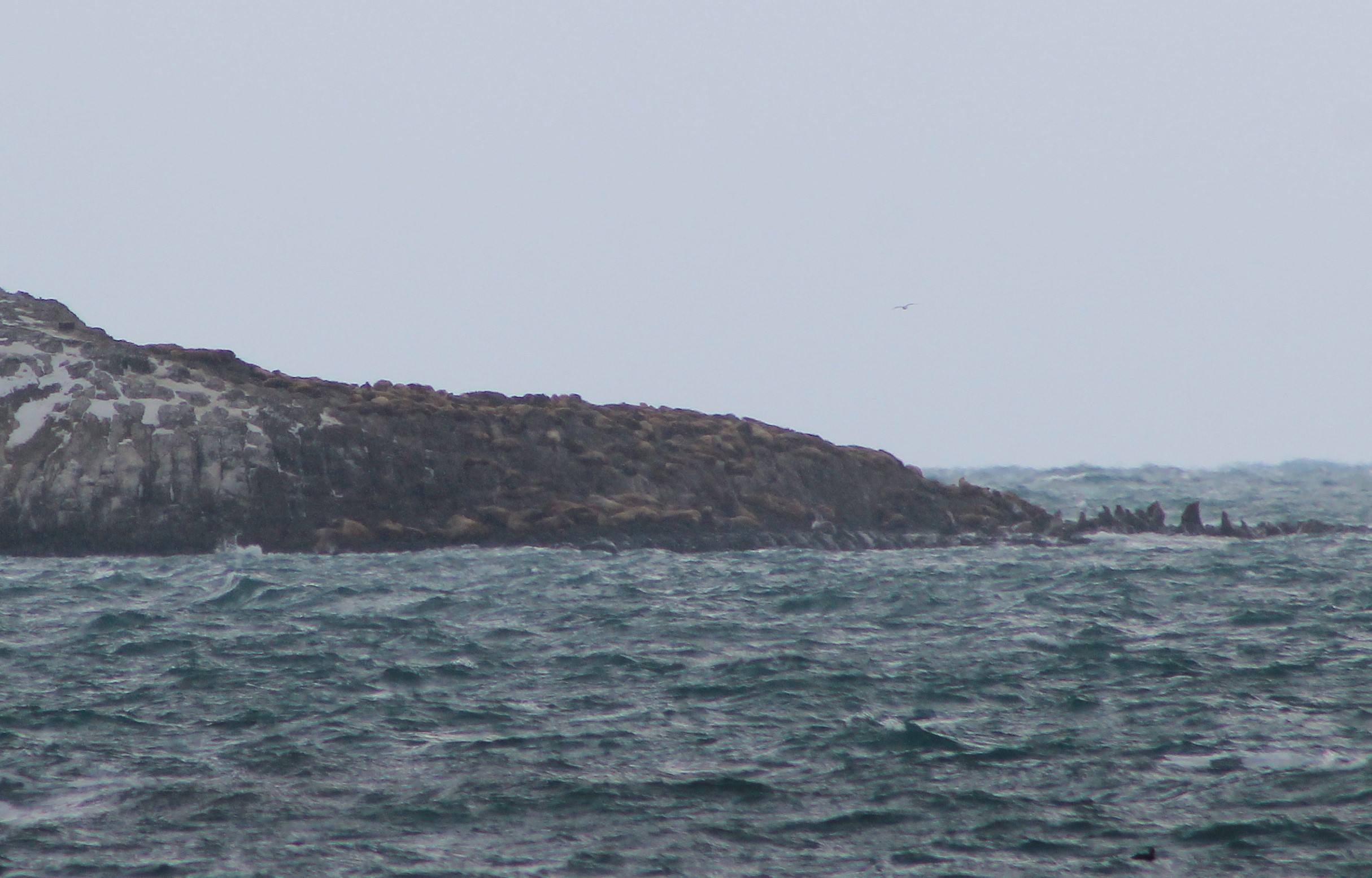 Steller's Sealions (Eumetopias jubatus)