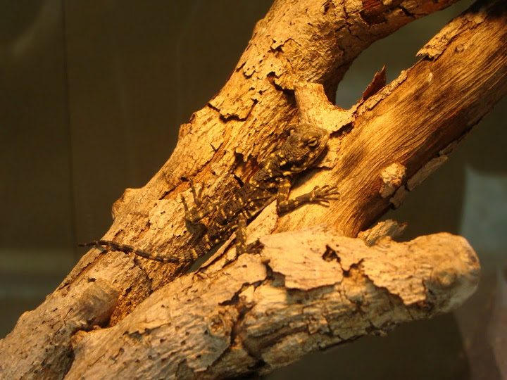 Stellio picea - specimen given birth in April